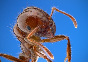 fire-ant-1091301_960_720