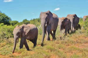african-bush-elephant-463283_960_720